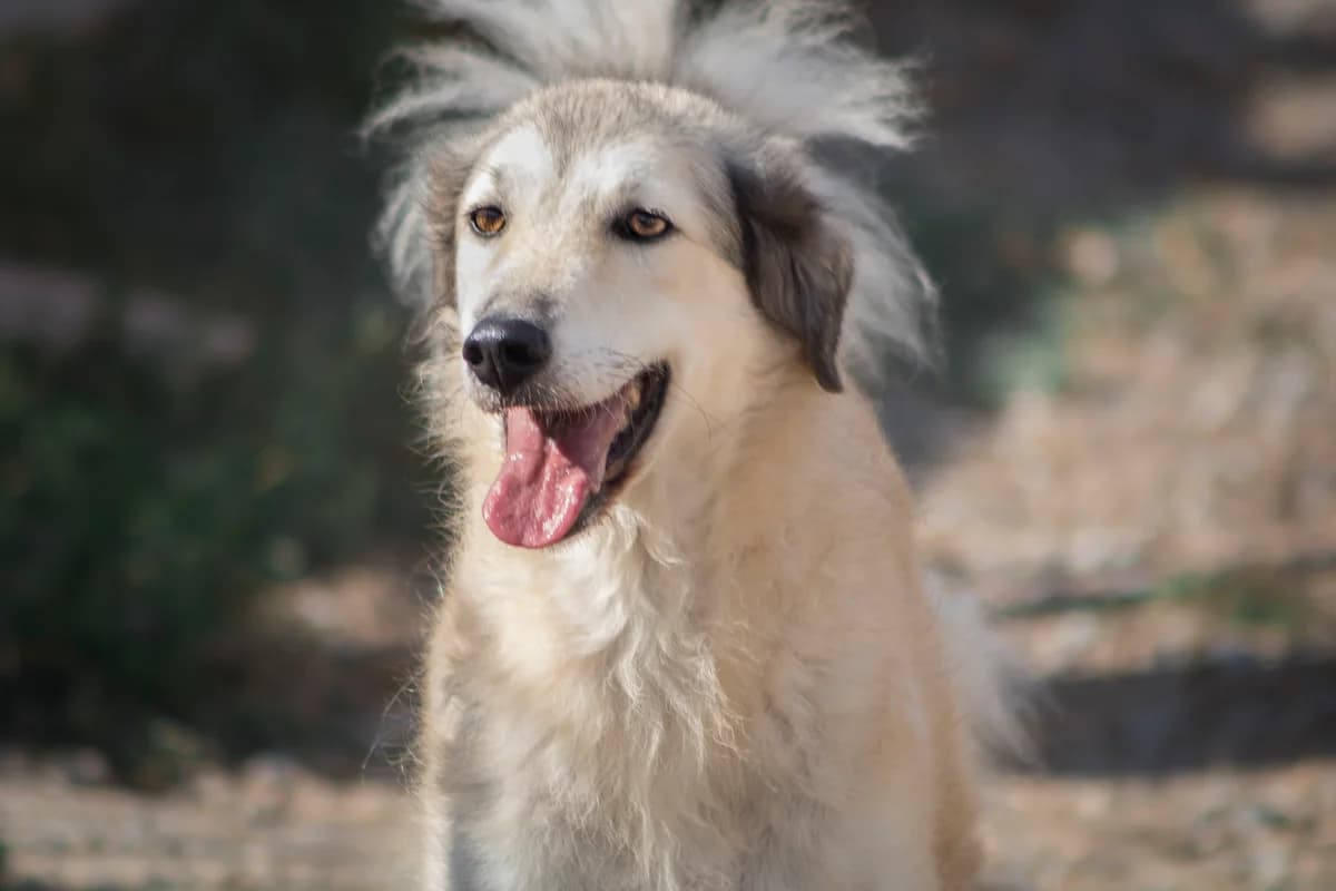 Roberta, male Mixed Breed for adoption at Lega del Cane Carbonia