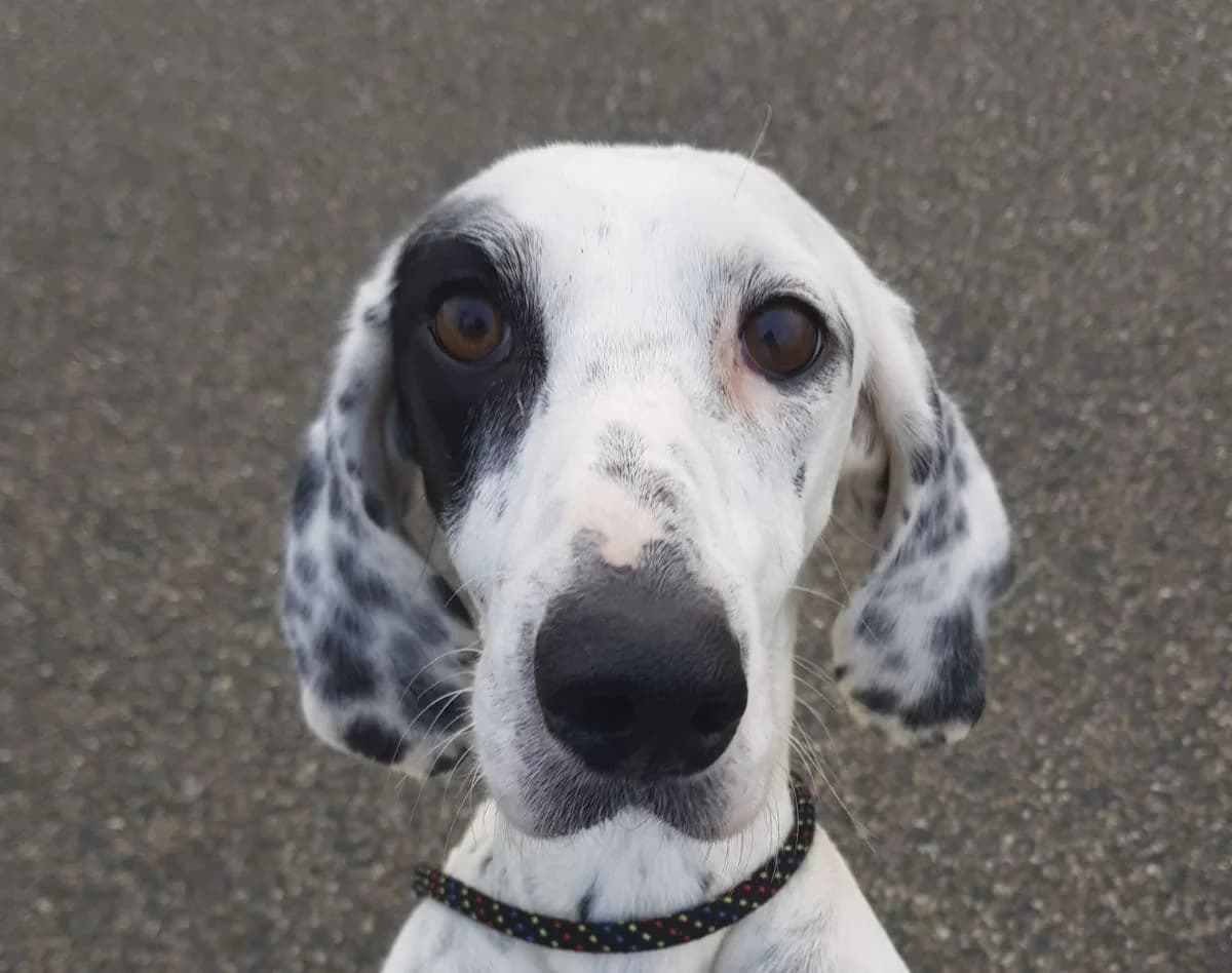 BIANCA, female 7yo Mixed Breed for adoption at Lega del Cane Casale Monferrato, Casale Monferrato