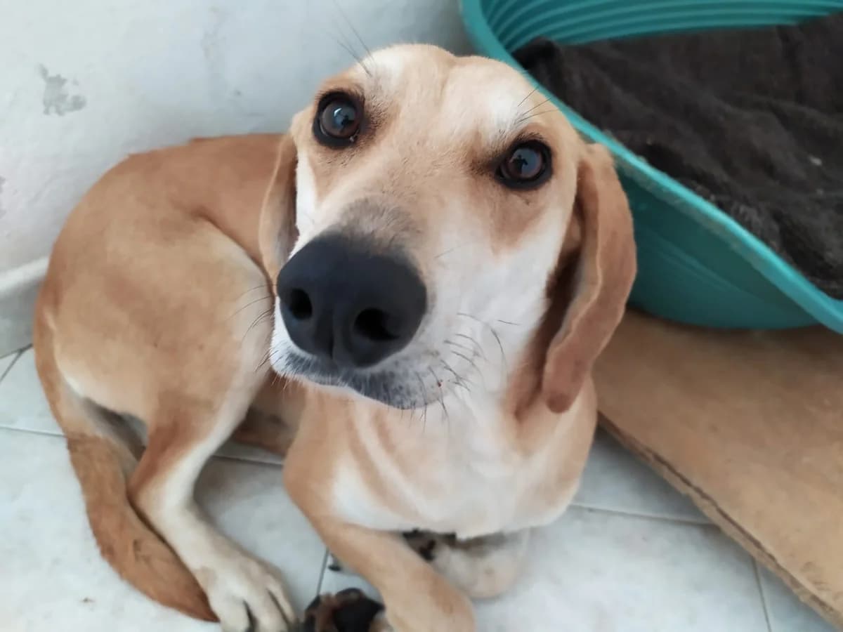 CAMILLA, female senior mixed breed for adoption at Lega del Cane Casale Monferrato, Casale Monferrato