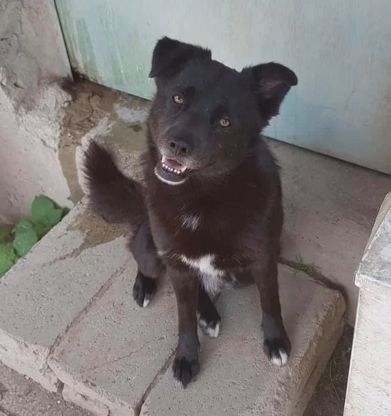 ZAMPA, male senior mixed breed for adoption at Lega del Cane Casale Monferrato, Casale Monferrato
