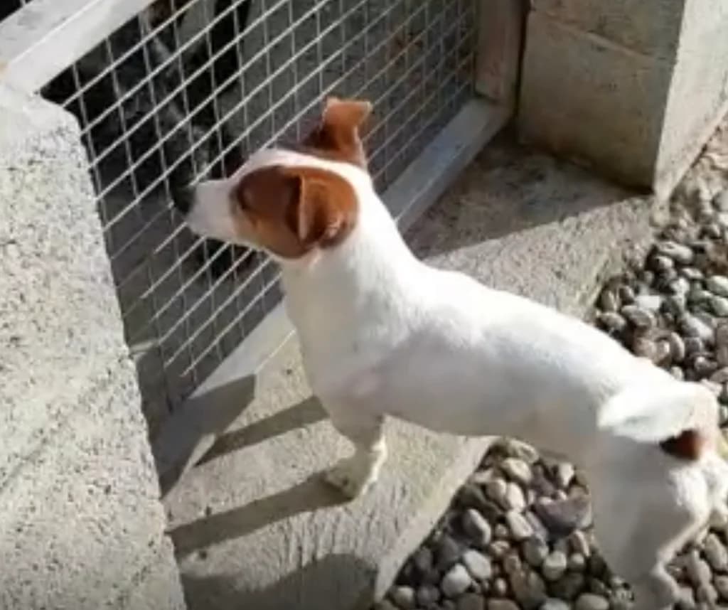 ISACCO, male senior Jack Russell Terrier for adoption at Lega del Cane Casale Monferrato, Casale Monferrato