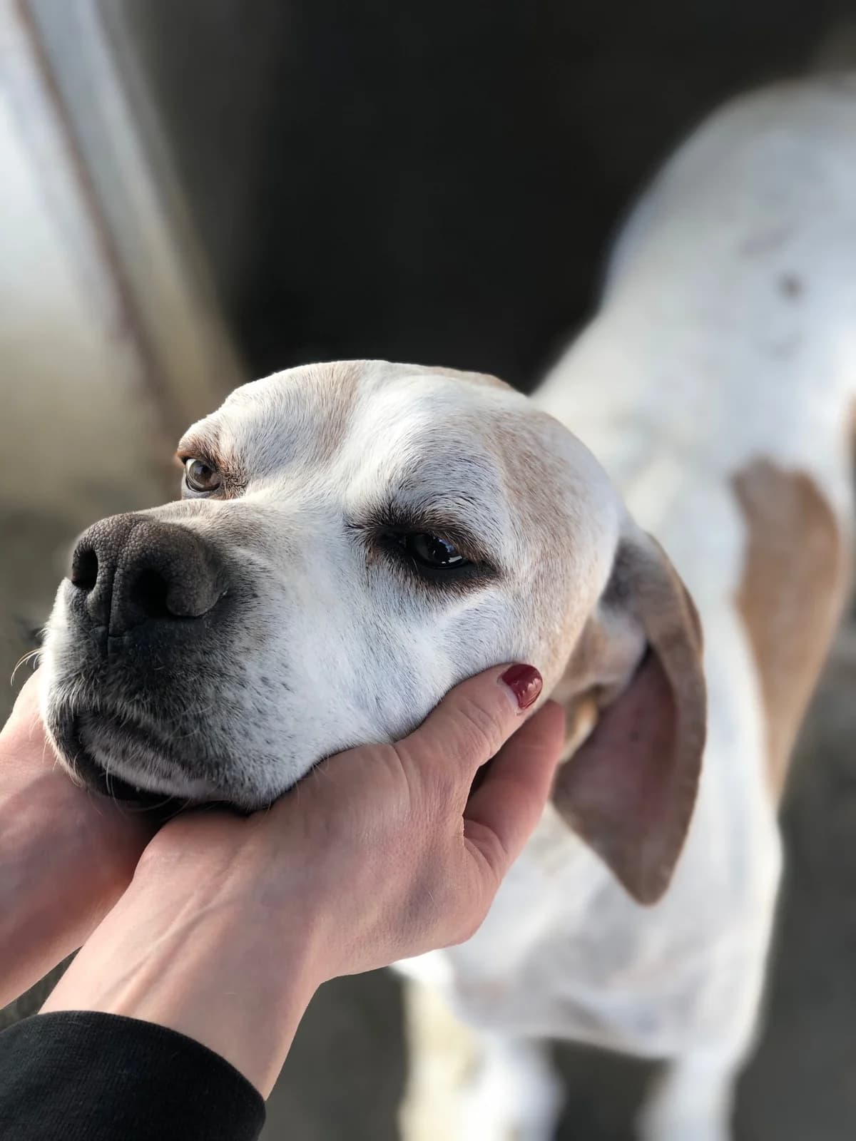 GEDI, male senior Pointer for adoption at Lega del Cane Casale Monferrato, Casale Monferrato