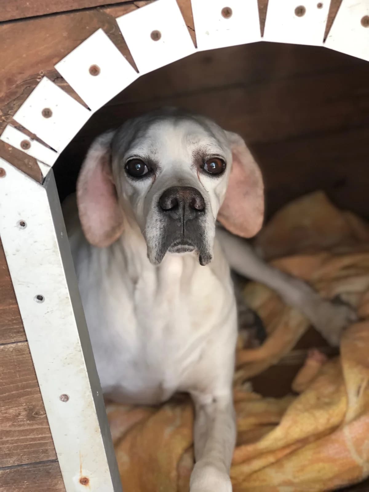 GIANO, male senior Pointer for adoption at Lega del Cane Casale Monferrato, Casale Monferrato