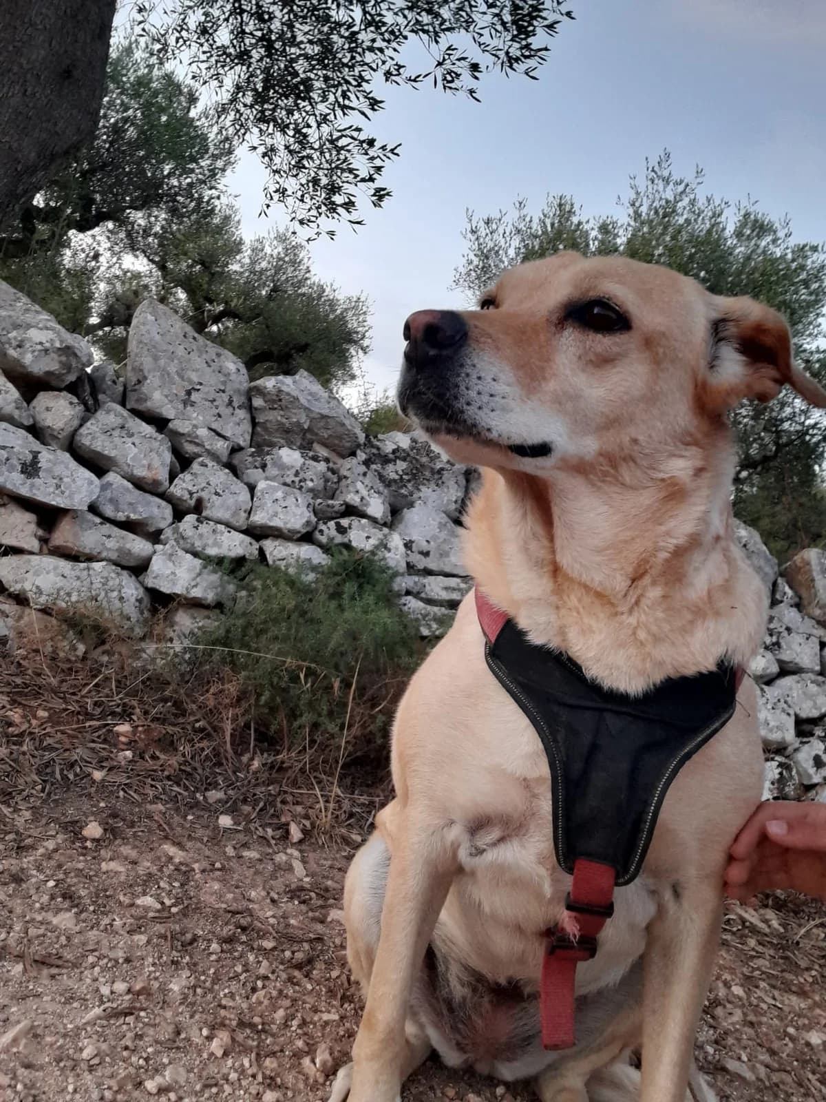 Akira, female senior Mixed Breed for adoption at Lega Nazionale per la Difesa del Cane — Conversano, Conversano