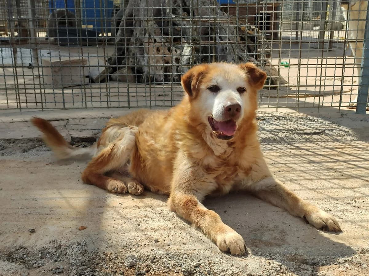 Archimede, male senior Mixed Breed for adoption at Lega Nazionale per la Difesa del Cane — Conversano, Conversano