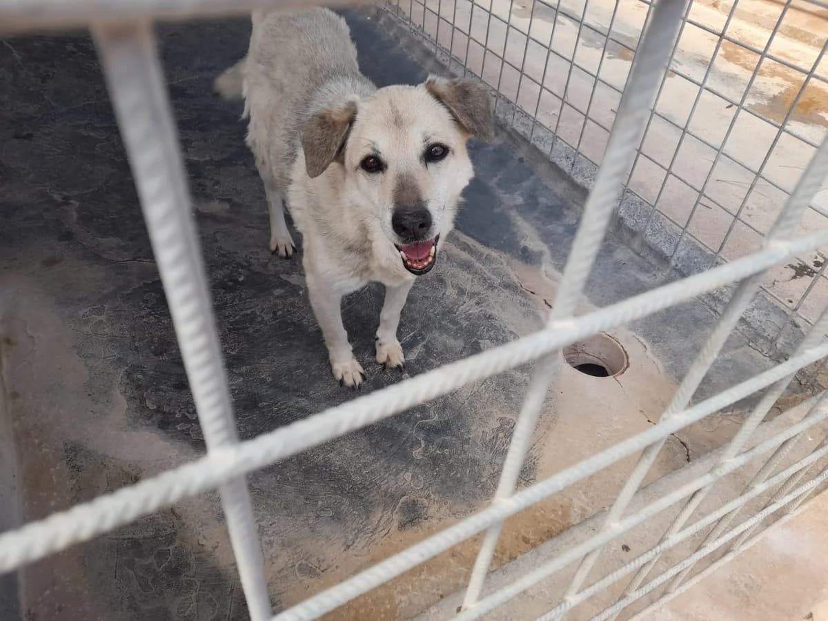 Chicca, female senior Mixed Breed for adoption at Lega Nazionale per la Difesa del Cane — Conversano, Conversano