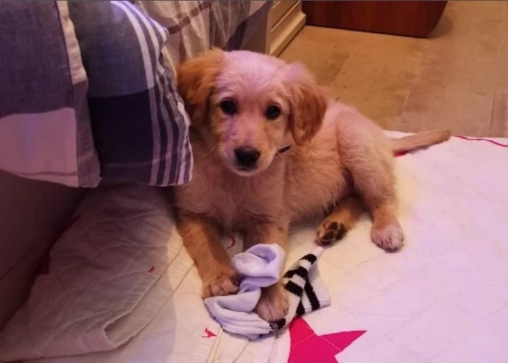Ercole, male puppy Mixed Breed for adoption at Lega Nazionale per la Difesa del Cane โ Conversano, Conversano