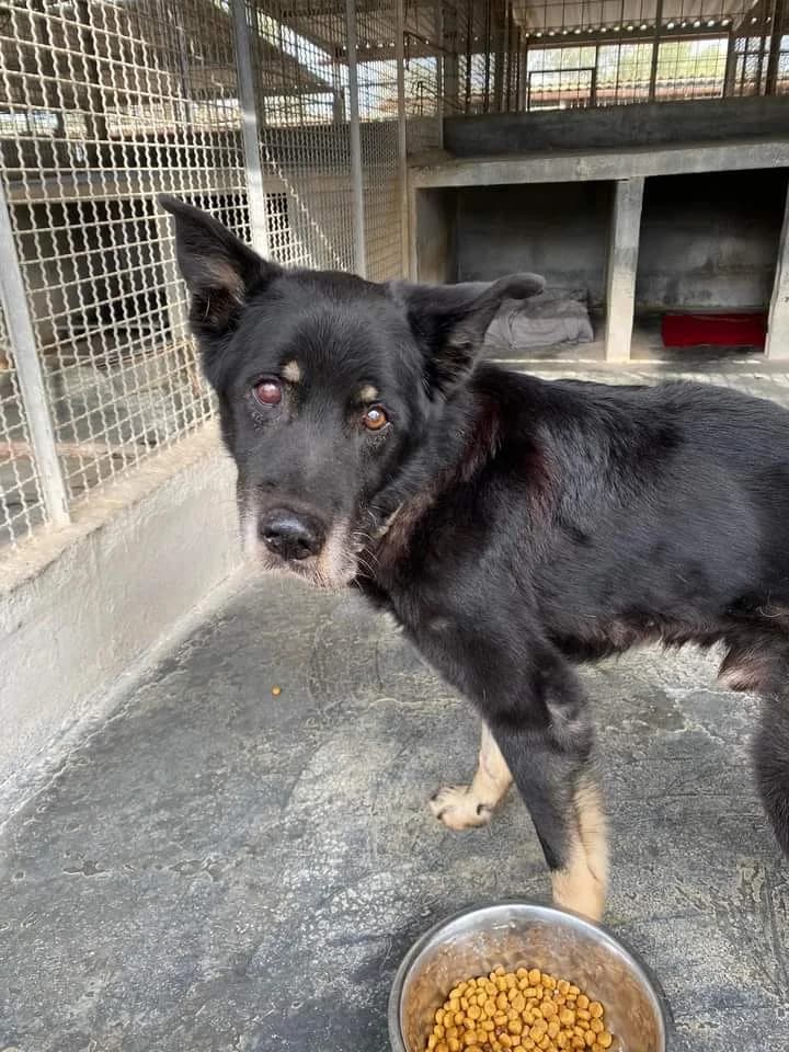 Jago, male 4yo Mixed Breed for adoption at Lega Nazionale per la Difesa del Cane — Conversano, Conversano