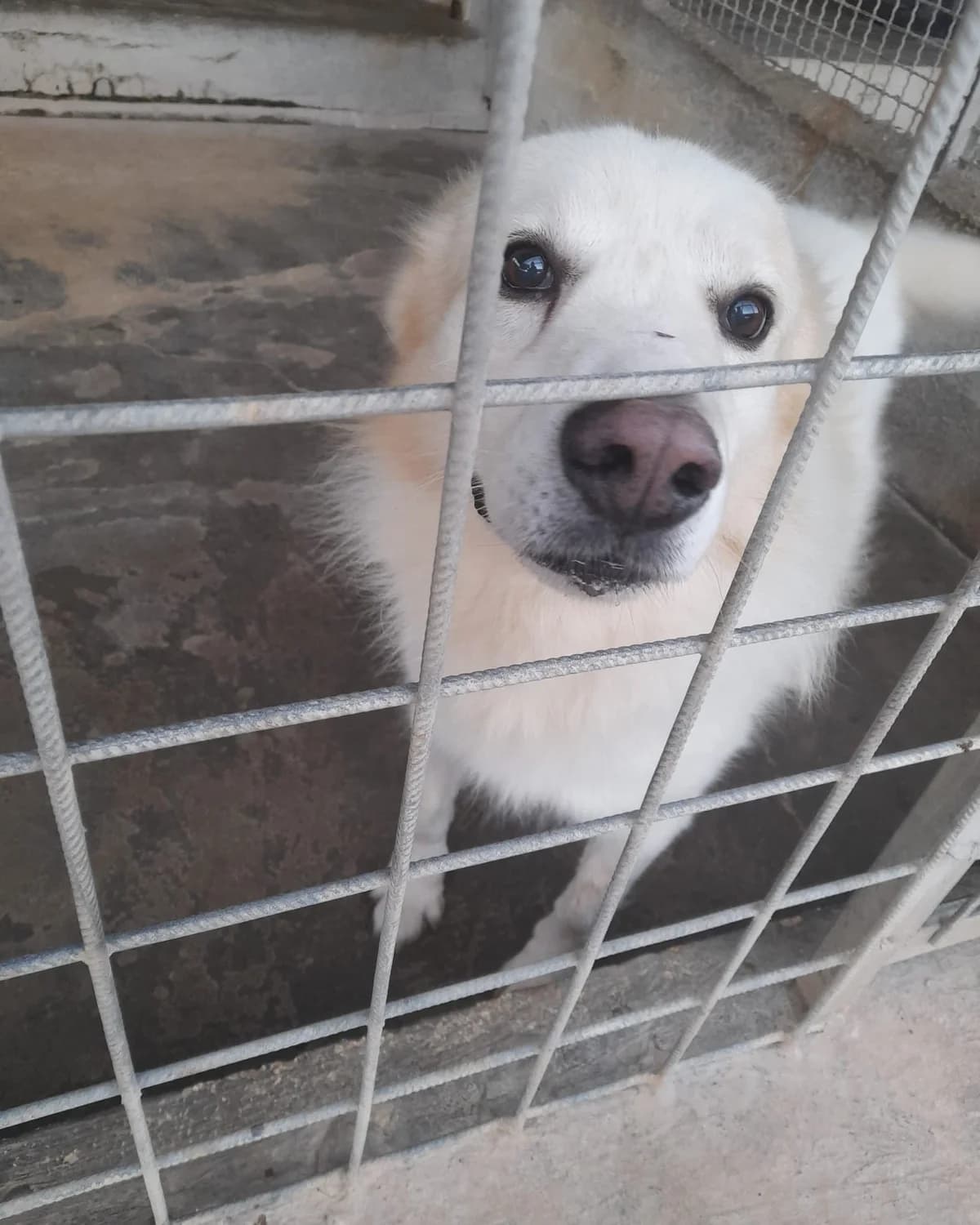 Lupen, male senior Mixed Breed for adoption at Lega Nazionale per la Difesa del Cane — Conversano, Conversano