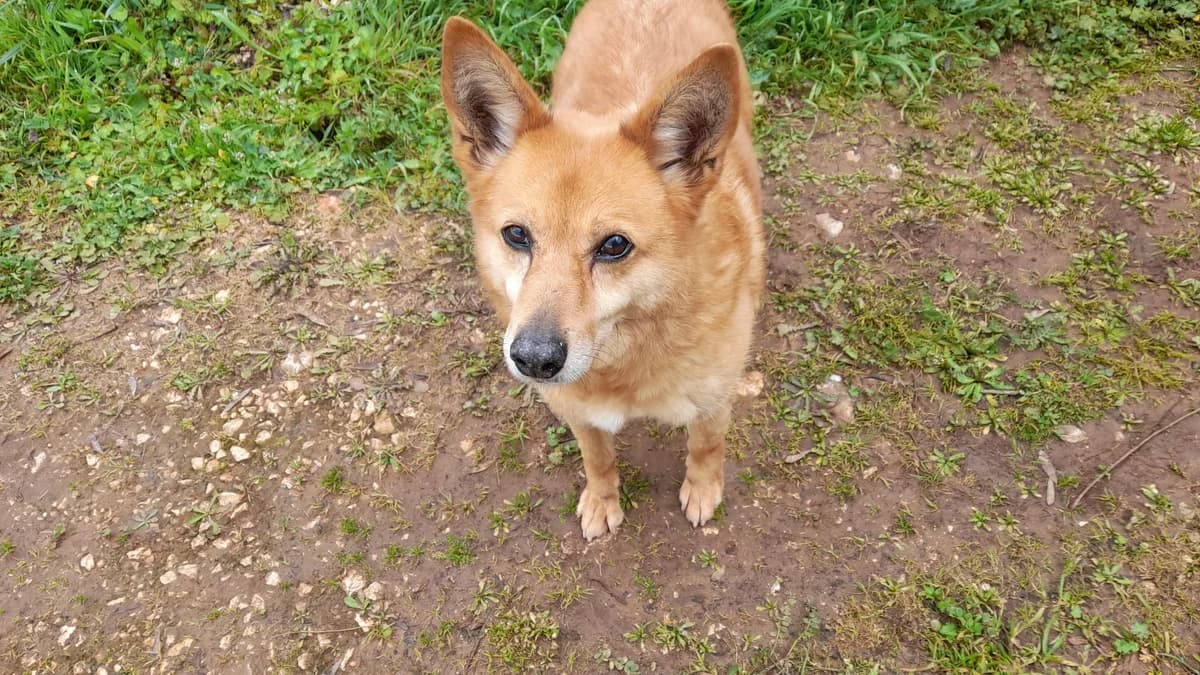 Melina, female senior Mixed Breed for adoption at Lega Nazionale per la Difesa del Cane — Conversano, Conversano