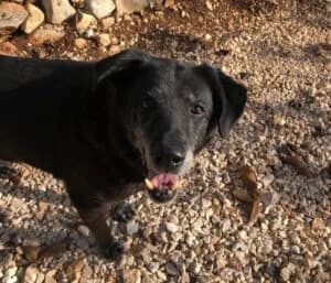 Chopen, male senior Mixed Breed for adoption at Lega Nazionale per la Difesa del Cane — Conversano, Conversano