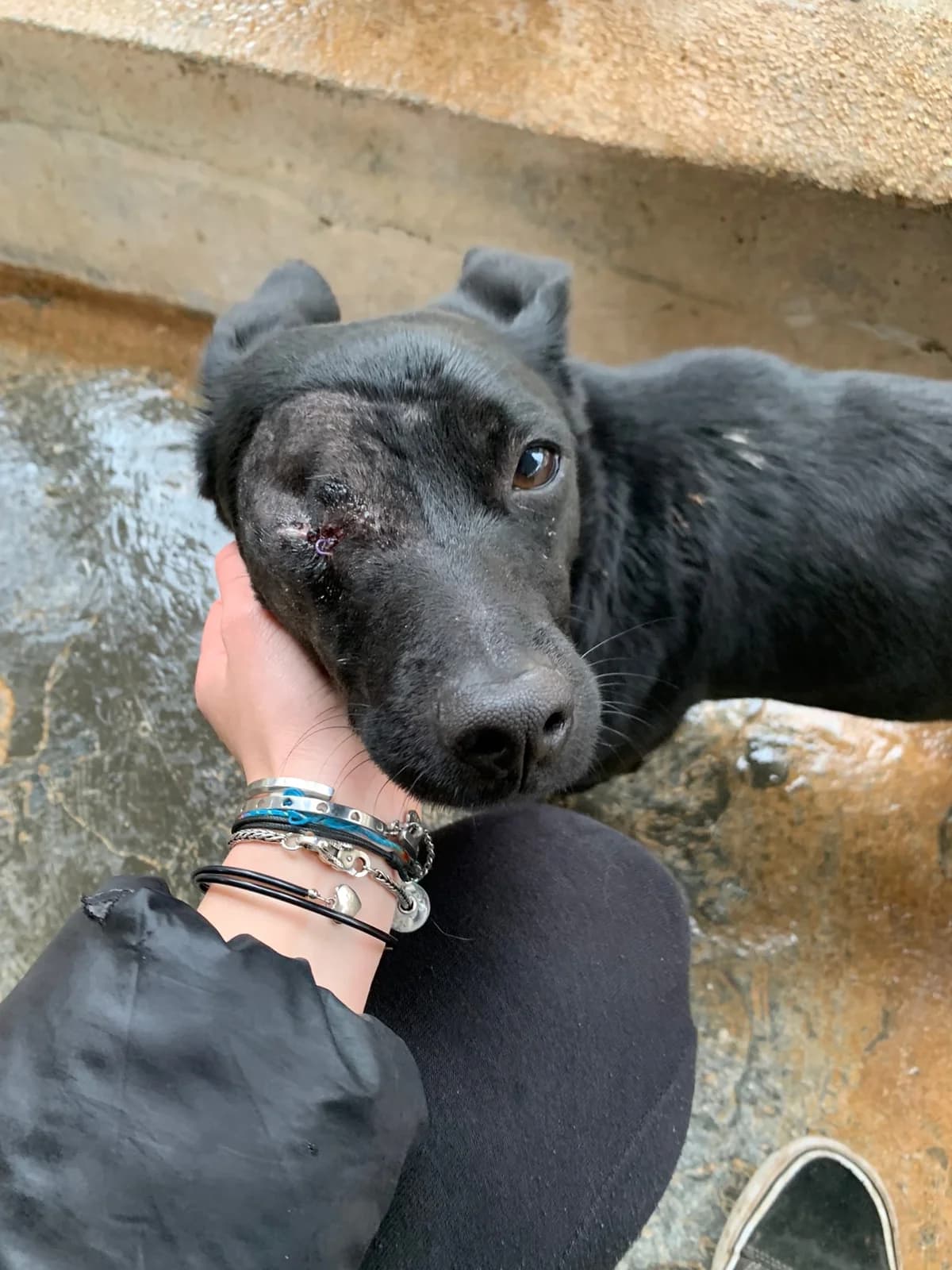 Scheggia, 4yo Mixed Breed for adoption at Lega Nazionale per la Difesa del Cane — Conversano, Conversano