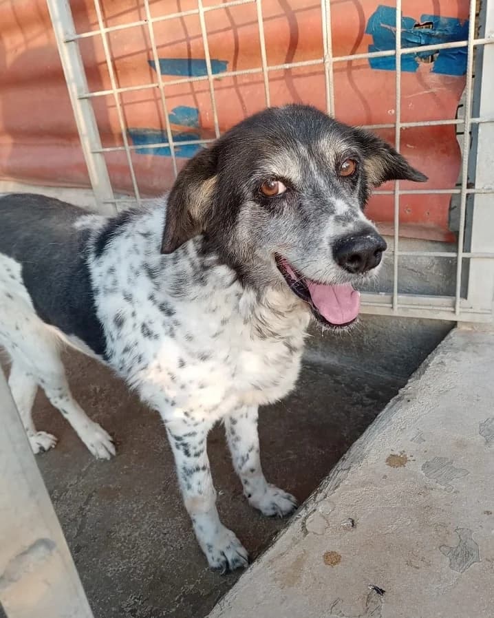 Shila, female senior Mixed Breed for adoption at Lega Nazionale per la Difesa del Cane — Conversano, Conversano