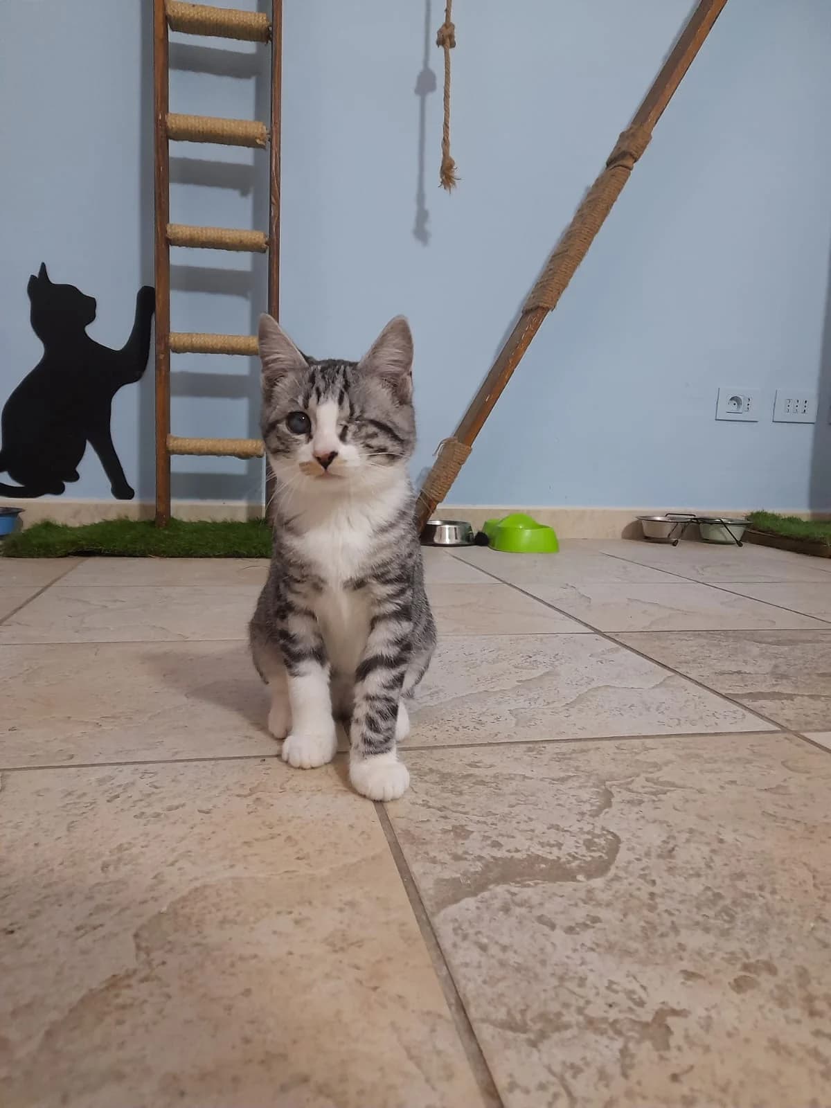 Amaretto, Mixed Breed for adoption at Lega Nazionale per la Difesa del Cane — Conversano, Conversano