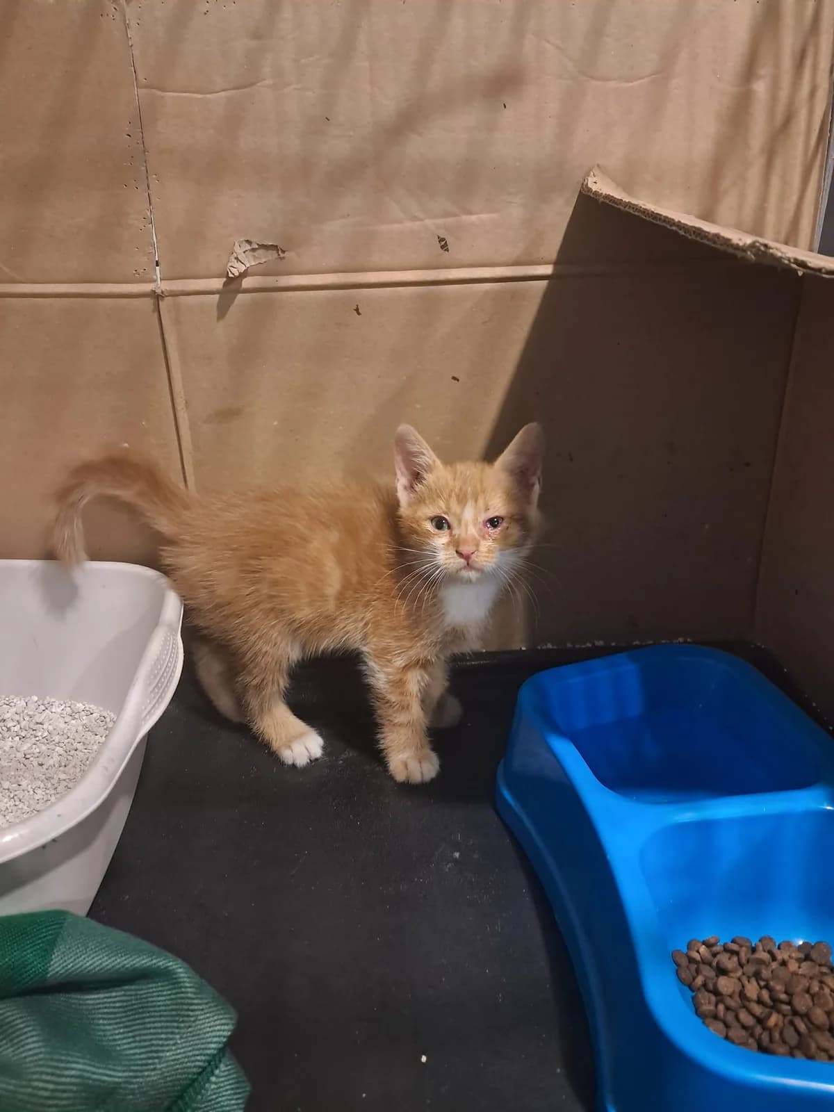 Ercole, Mixed Breed for adoption at Lega Nazionale per la Difesa del Cane — Conversano, Conversano