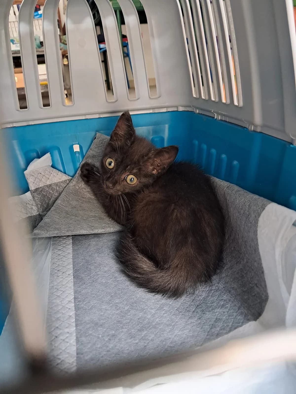 Filippo, Mixed Breed for adoption at Lega Nazionale per la Difesa del Cane — Conversano, Conversano