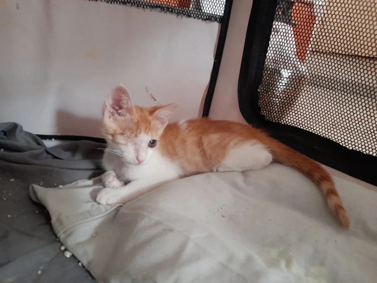 Lucky, Mixed Breed for adoption at Lega Nazionale per la Difesa del Cane — Conversano, Conversano