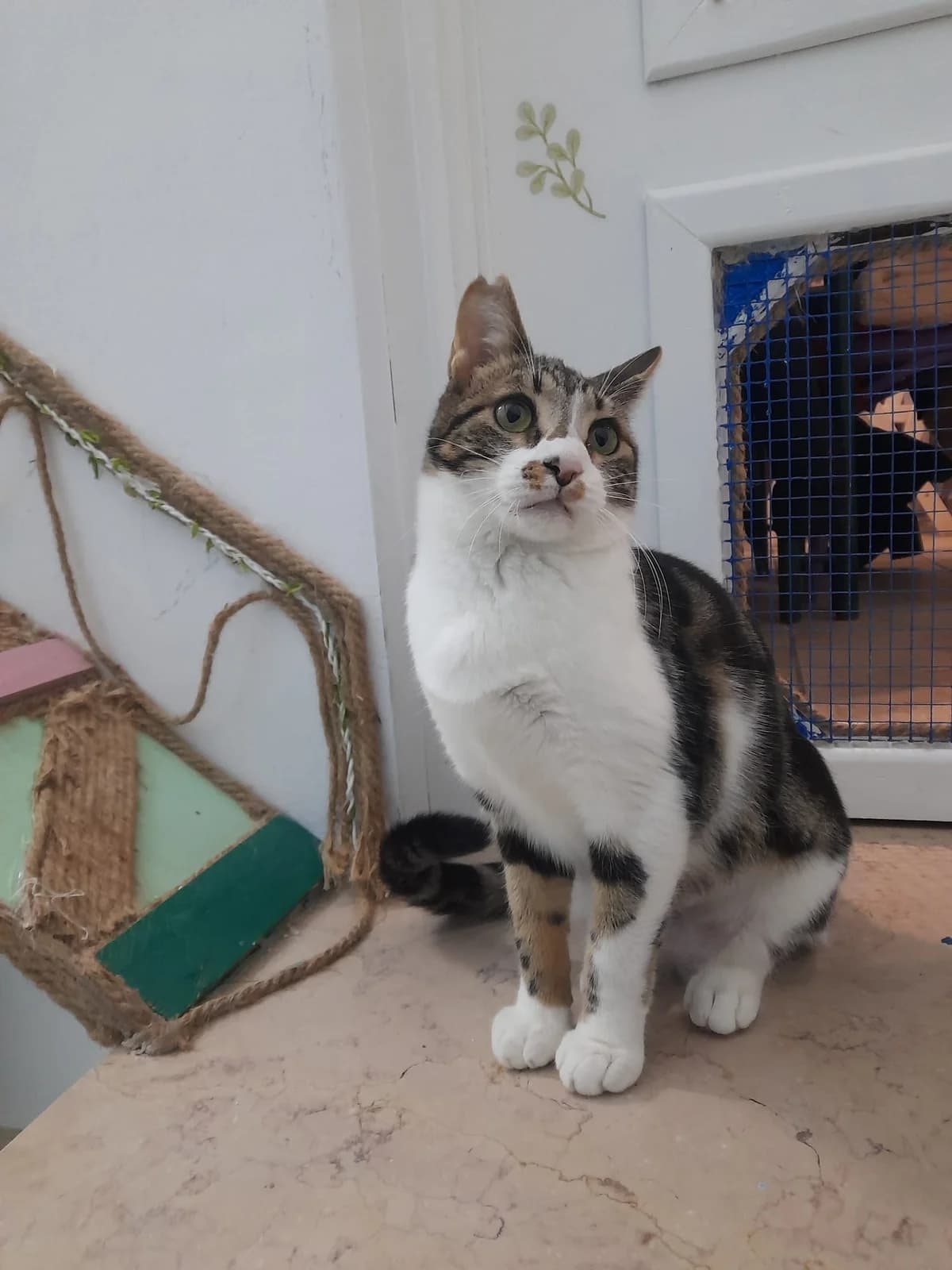 Maky, Mixed Breed for adoption at Lega Nazionale per la Difesa del Cane — Conversano, Conversano