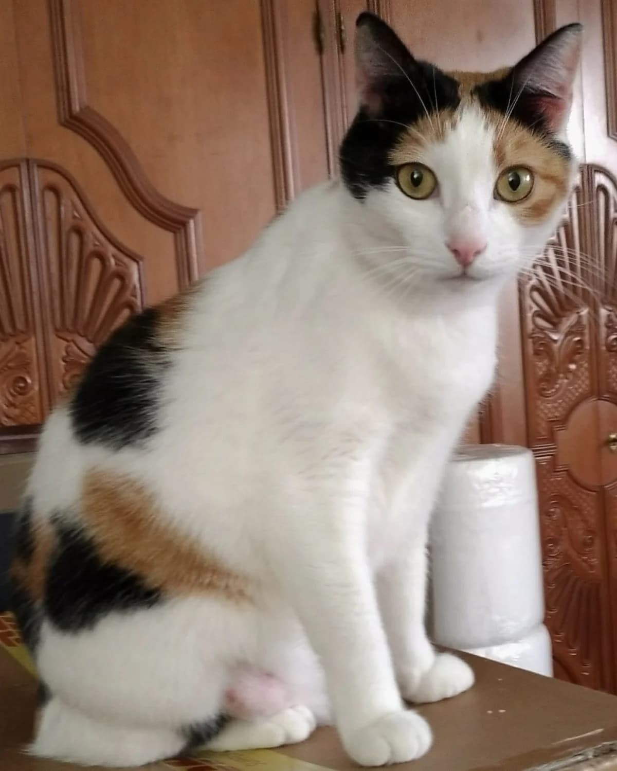 Mia, female 3yo Mixed Breed for adoption at Lega Nazionale per la Difesa del Cane — Conversano, Conversano