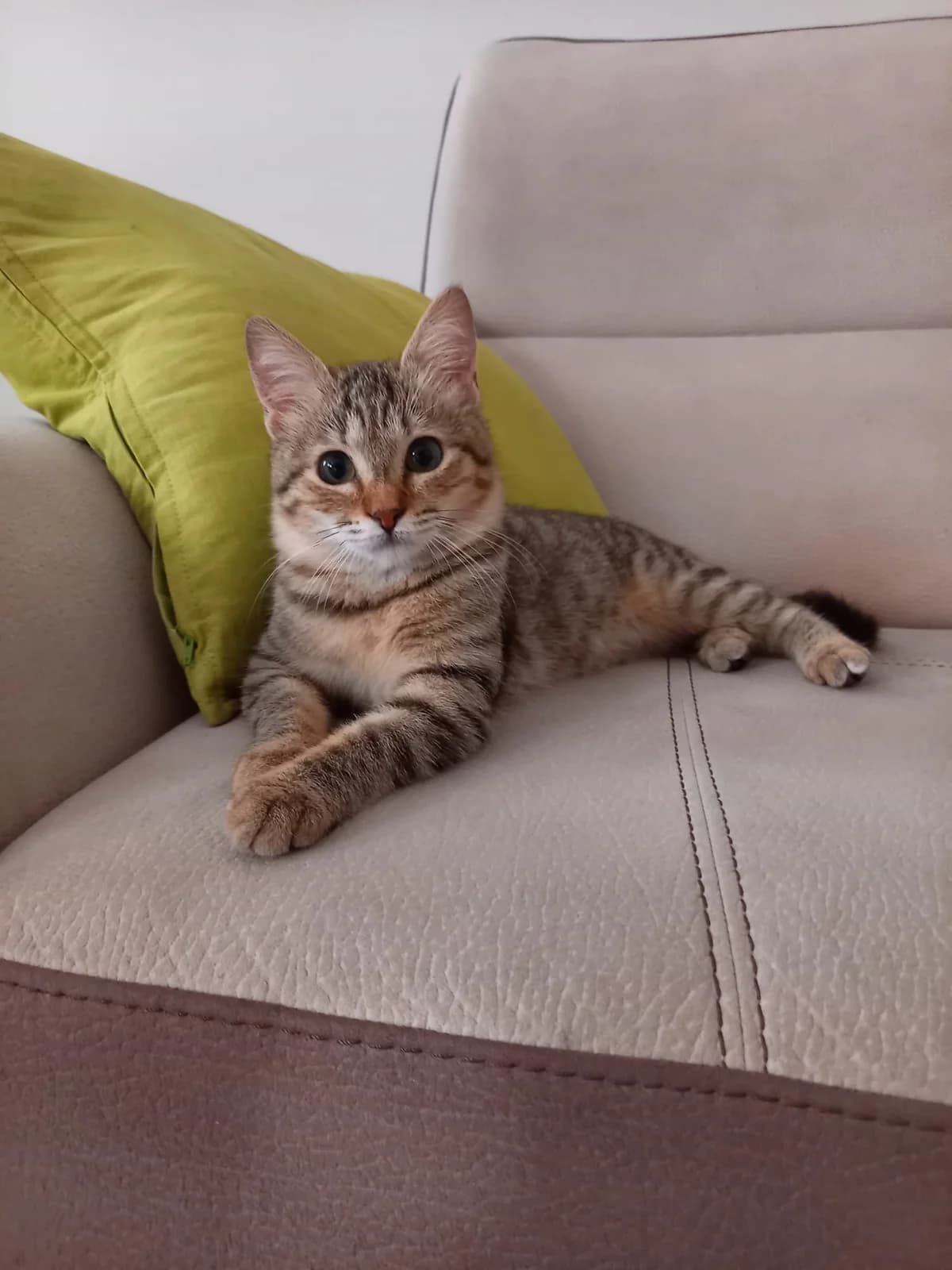 Mulan, puppy Mixed Breed for adoption at Lega Nazionale per la Difesa del Cane — Conversano, Conversano