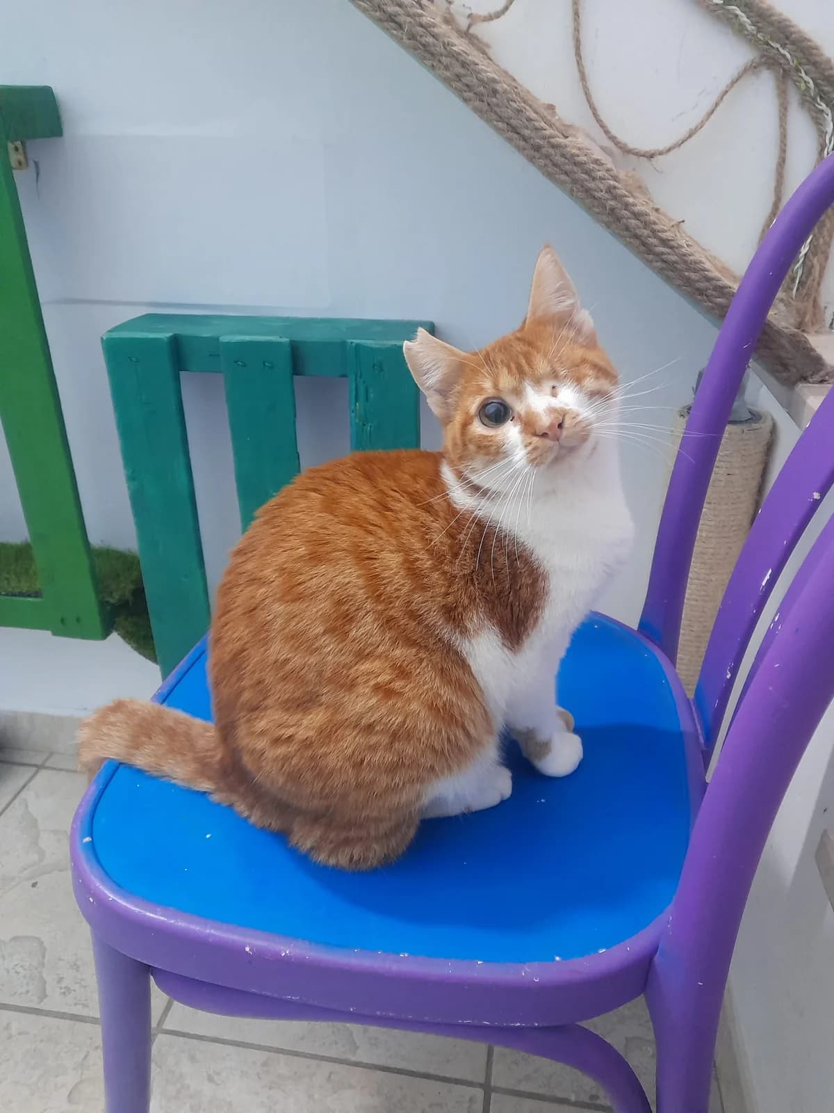 Tito, Mixed Breed for adoption at Lega Nazionale per la Difesa del Cane — Conversano, Conversano