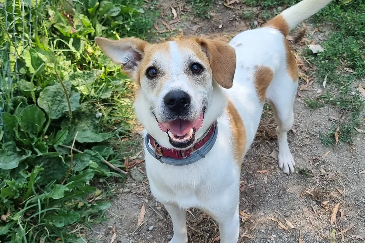 Bolt, male 5yo Mixed Breed for adoption at Lega del Cane Padova, Rubano (Padova)