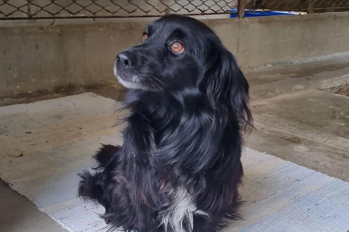 Cesare, male 6yo Mixed Breed for adoption at Lega del Cane Padova, Rubano (Padova)