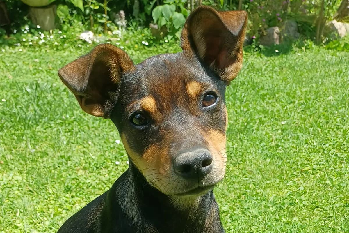 Ciko, male puppy Mixed Breed for adoption at Lega del Cane Padova, Rubano (Padova)