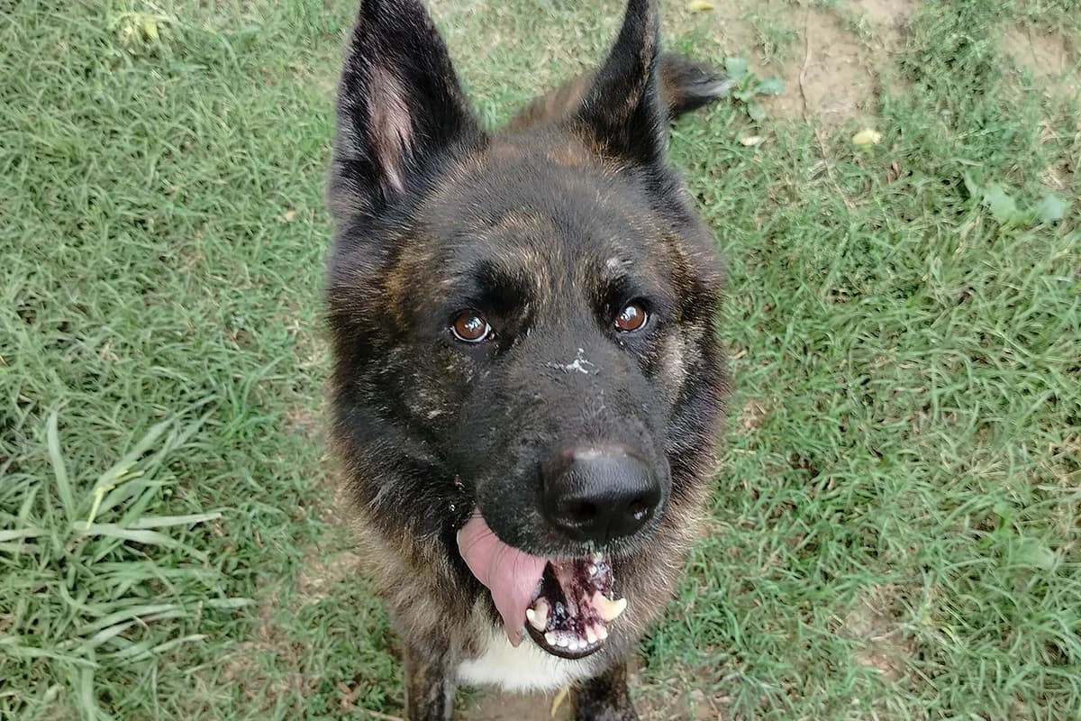 Fuji, male 5yo Mixed Breed for adoption at Lega del Cane Padova, Rubano (Padova)
