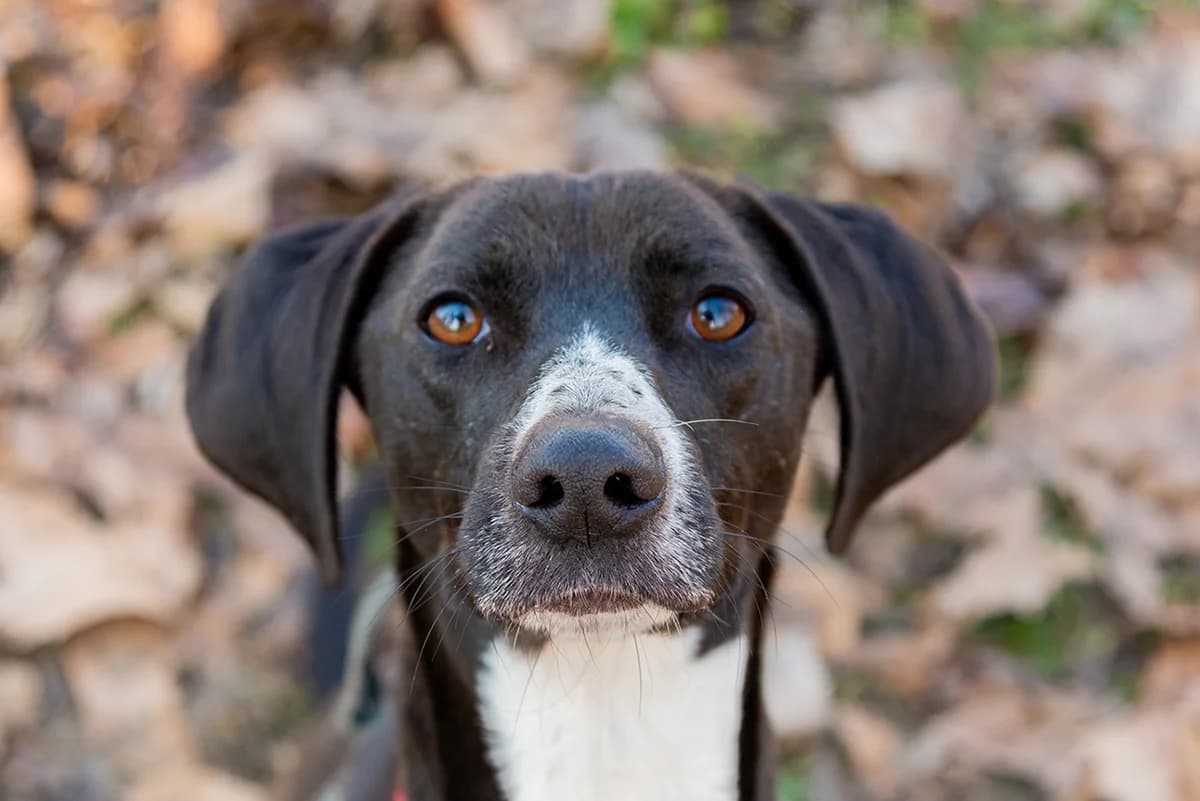 Love Joy, male 6yo Mixed Breed for adoption at Lega del Cane Padova, Rubano (Padova)