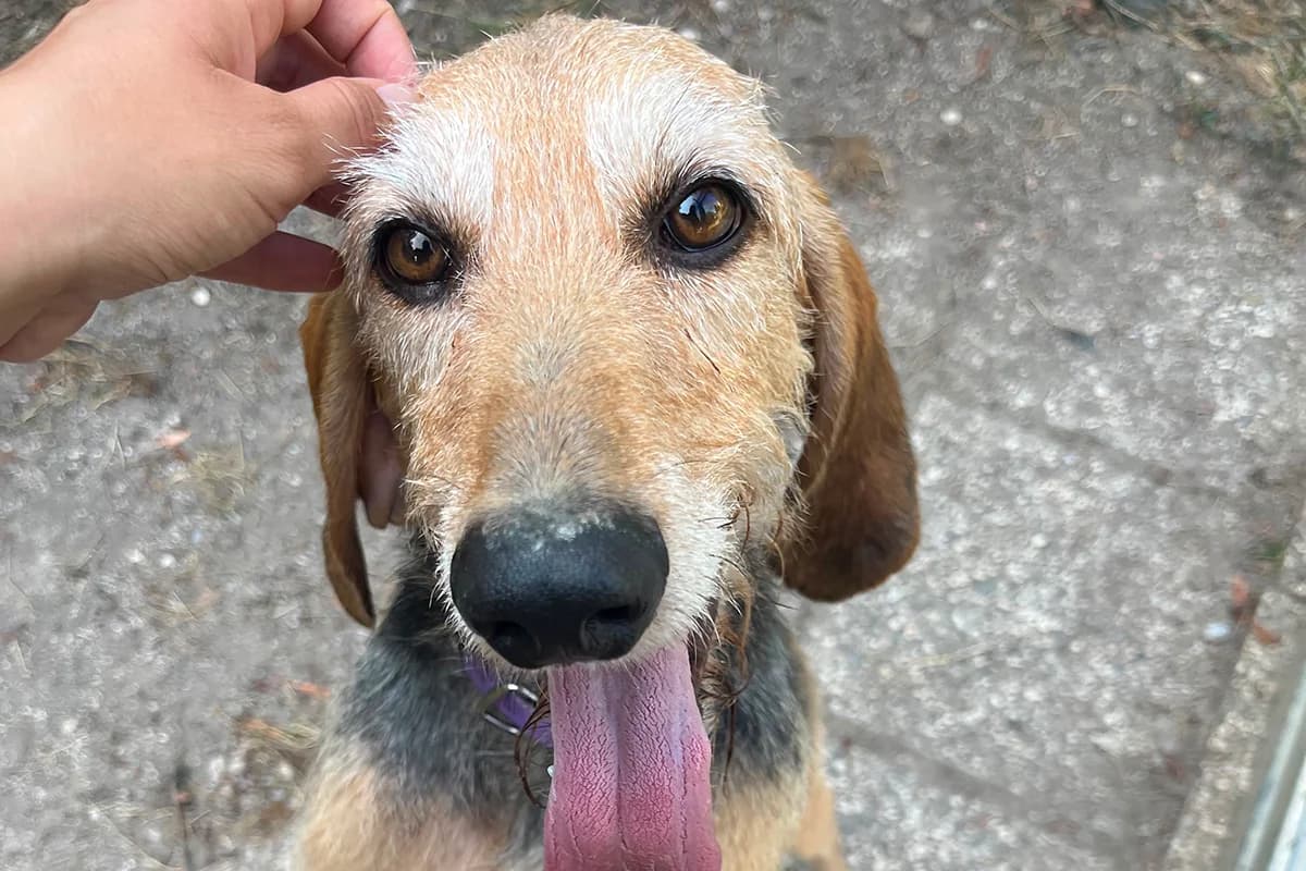 Napoleone, female 4yo Mixed Breed for adoption at Lega del Cane Padova, Rubano (Padova)