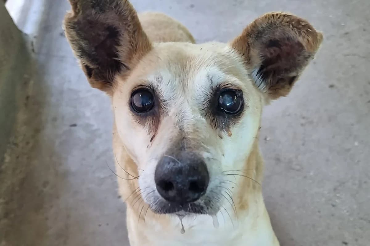Nonno Gioacchino, male senior Mixed Breed for adoption at Lega del Cane Padova, Rubano (Padova)