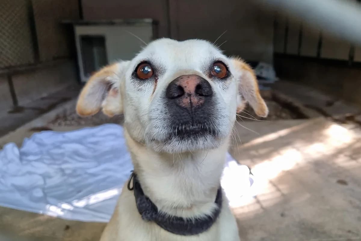 Nonno Ringo, male senior Mixed Breed for adoption at Lega del Cane Padova, Rubano (Padova)