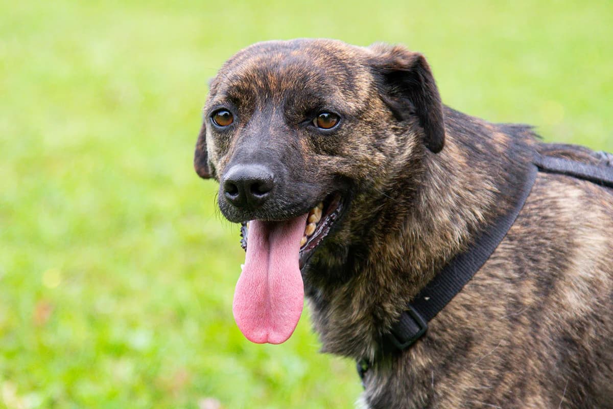 Pistacchio, male 7yo Mixed Breed for adoption at Lega del Cane Padova, Rubano (Padova)