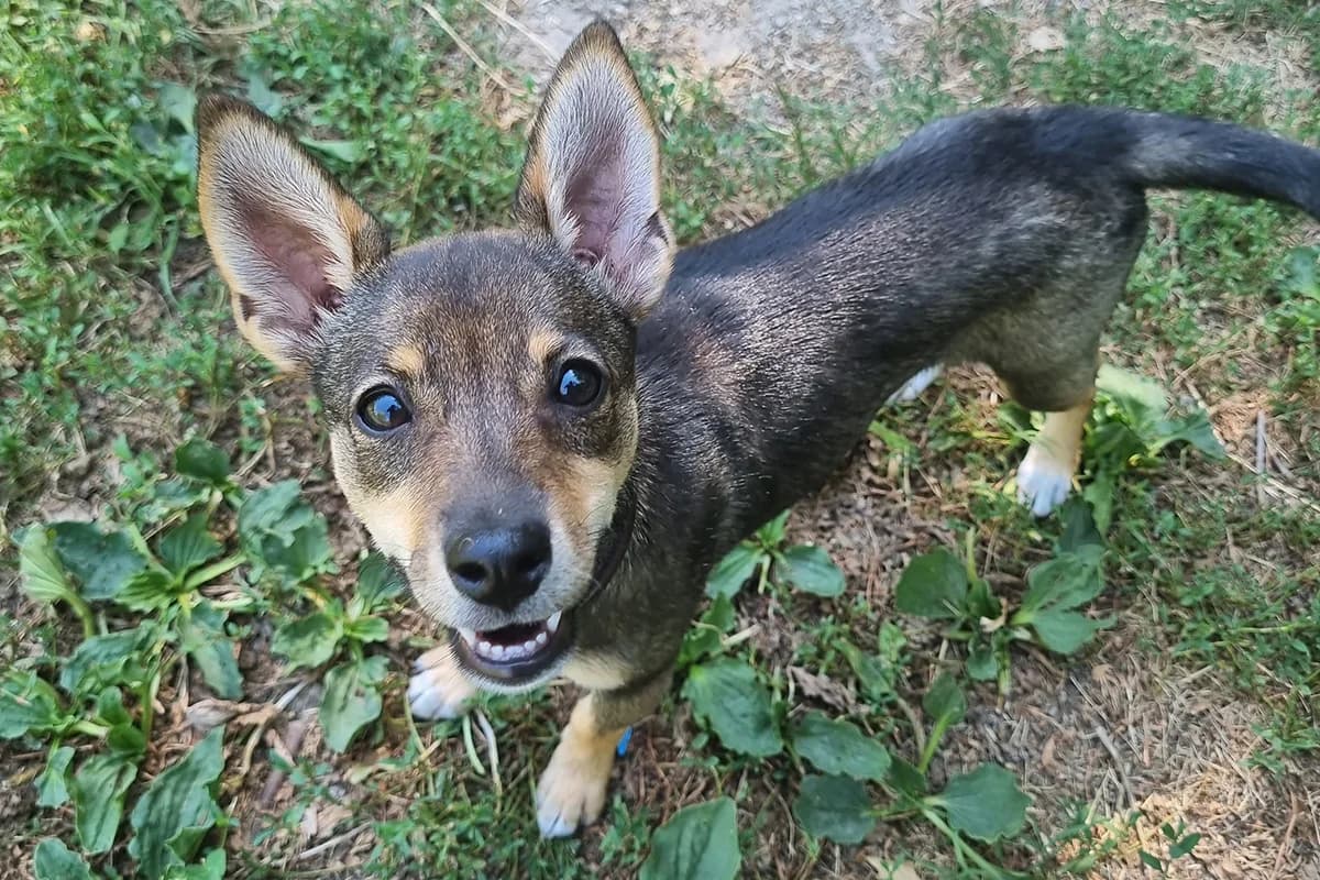 Vittoria, female puppy Mixed Breed for adoption at Lega del Cane Padova, Rubano (Padova)