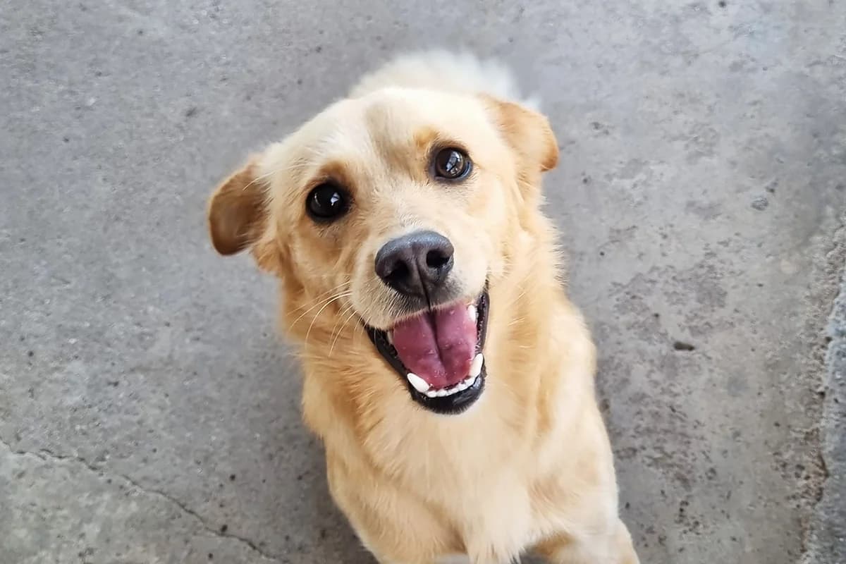 Whisky, male young Mixed Breed for adoption at Lega del Cane Padova, Rubano (Padova)