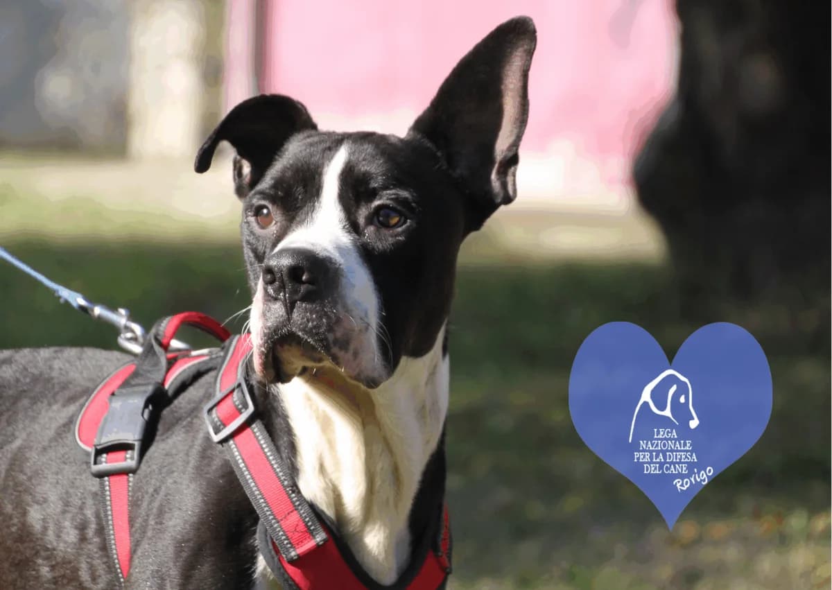 Etan, male Pit Bull Terrier for adoption at Lega del Cane Rovigo, Rovigo