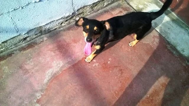 HEIDY – BASSOTTINA CERCA CASA, female 5yo Mixed Breed for adoption at LIDA Cirié - Lega Italiana Diritti Animali
