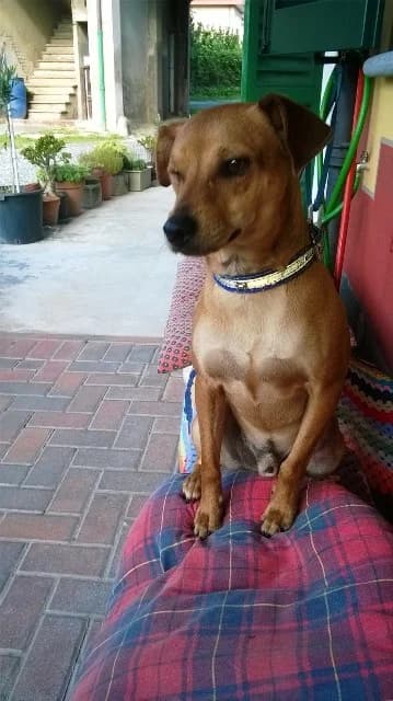 RON RON GIOVANE PINSCHERINO CERCA CASA, male Mixed Breed for adoption at LIDA Cirié - Lega Italiana Diritti Animali