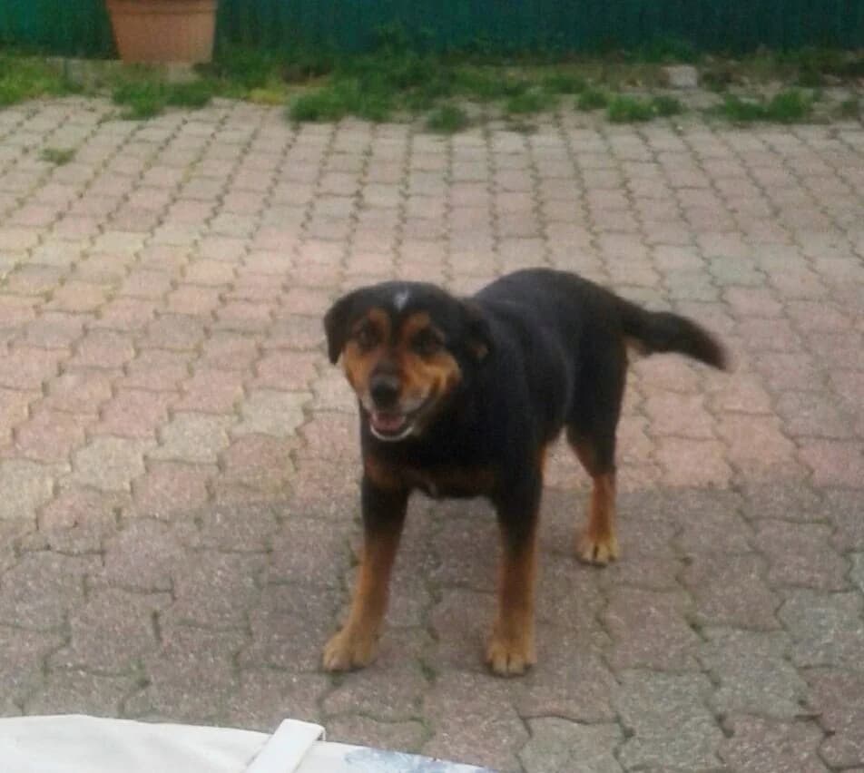 CHICCA CERCA CASA, female 5yo Mixed Breed for adoption at LIDA Cirié - Lega Italiana Diritti Animali