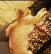 ZAIRA, female puppy Mixed Breed for adoption at LIDA Cirié - Lega Italiana Diritti Animali