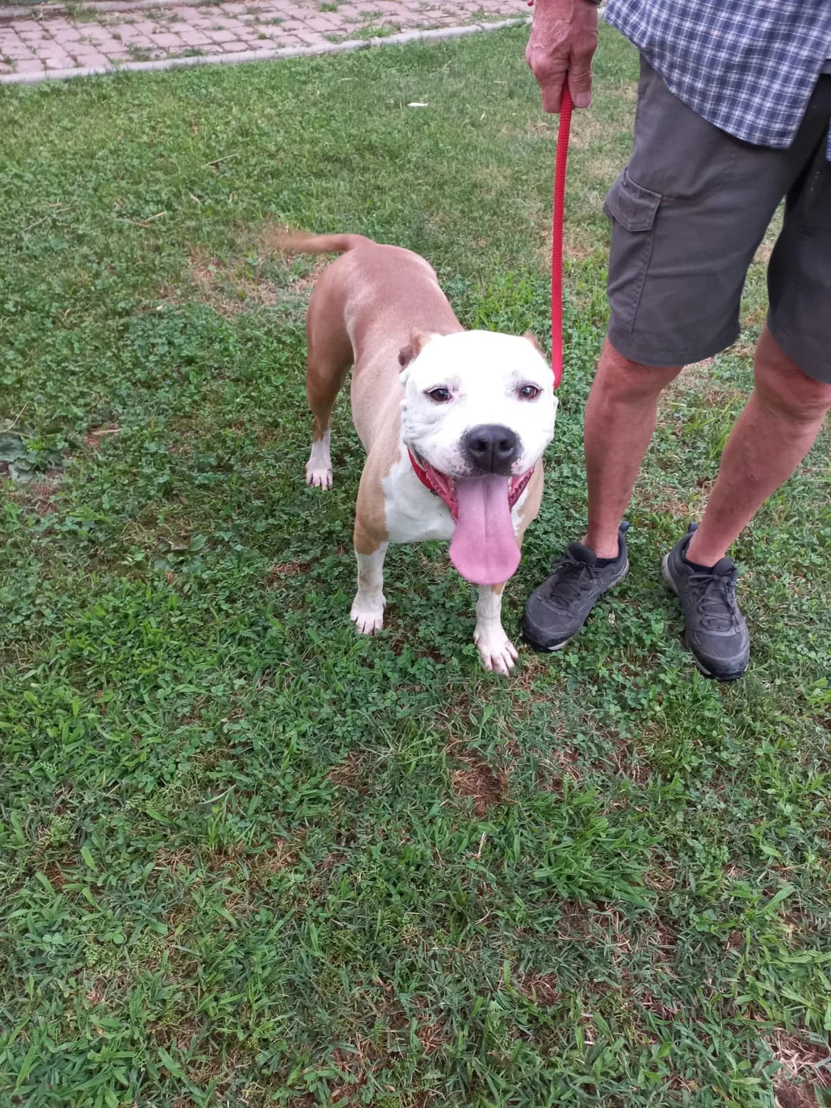 TOBY, marroncino con testa bianca Salute: CAST male 3yo Mixed Breed for adoption at LIDA Cirié - Lega Italiana Diritti Animali
