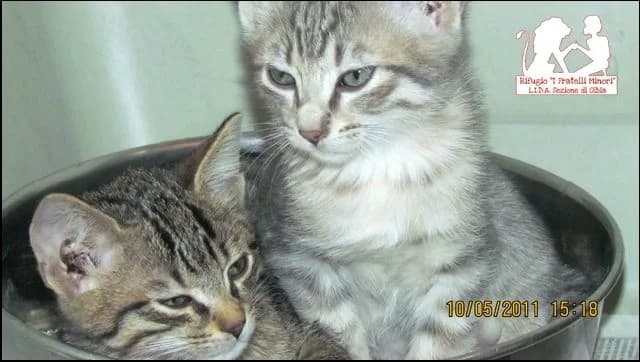 Poveri cuccioli, female senior Mixed Breed for adoption at L.I.D.A. Olbia, Olbia