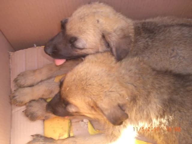 Poveri cuccioli, female senior Mixed Breed for adoption at L.I.D.A. Olbia, Olbia