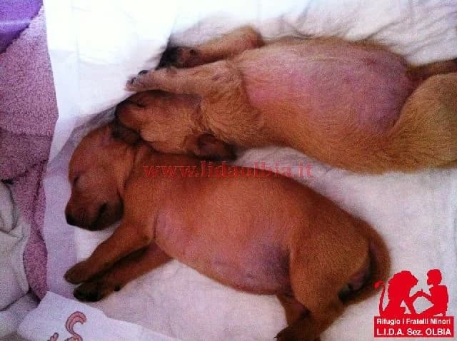Poveri cuccioli, female senior Mixed Breed for adoption at L.I.D.A. Olbia, Olbia