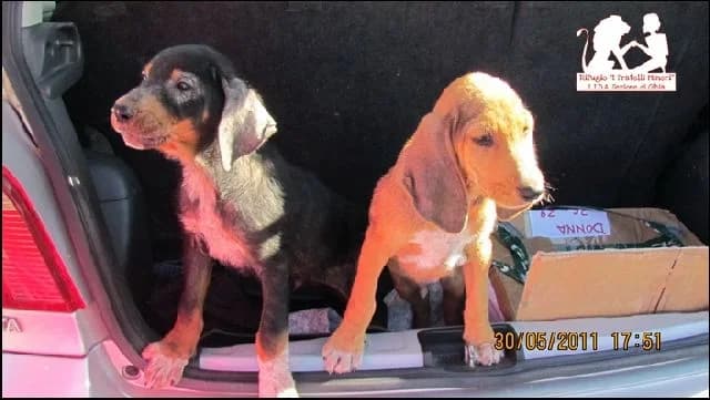 Poveri cuccioli, female senior Mixed Breed for adoption at L.I.D.A. Olbia, Olbia
