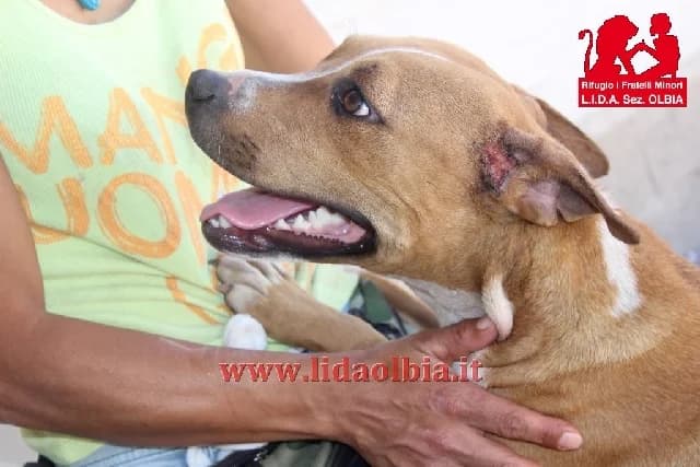 Luisella, female senior Mixed Breed for adoption at L.I.D.A. Olbia, Olbia