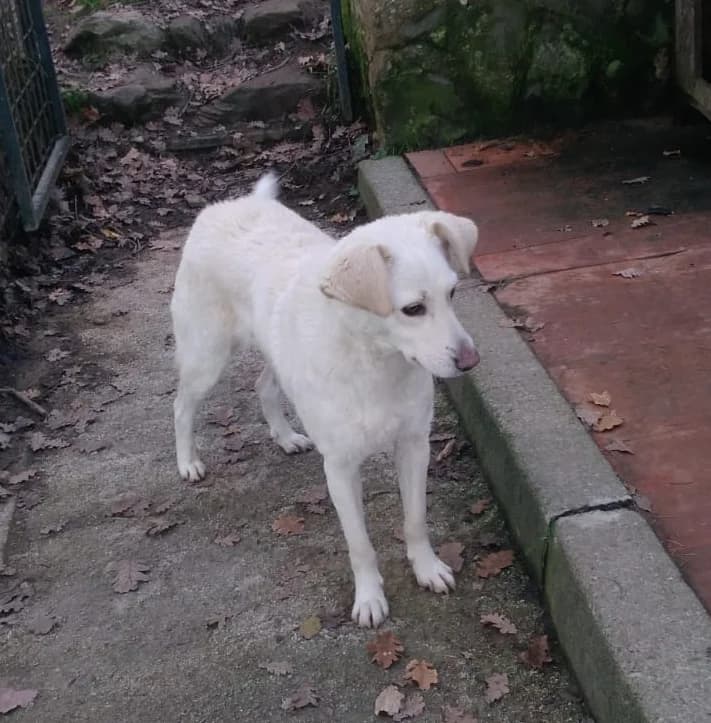 Bimba, senior Mixed Breed for adoption at Lo Scudo di Pan - Rifugio per Animali