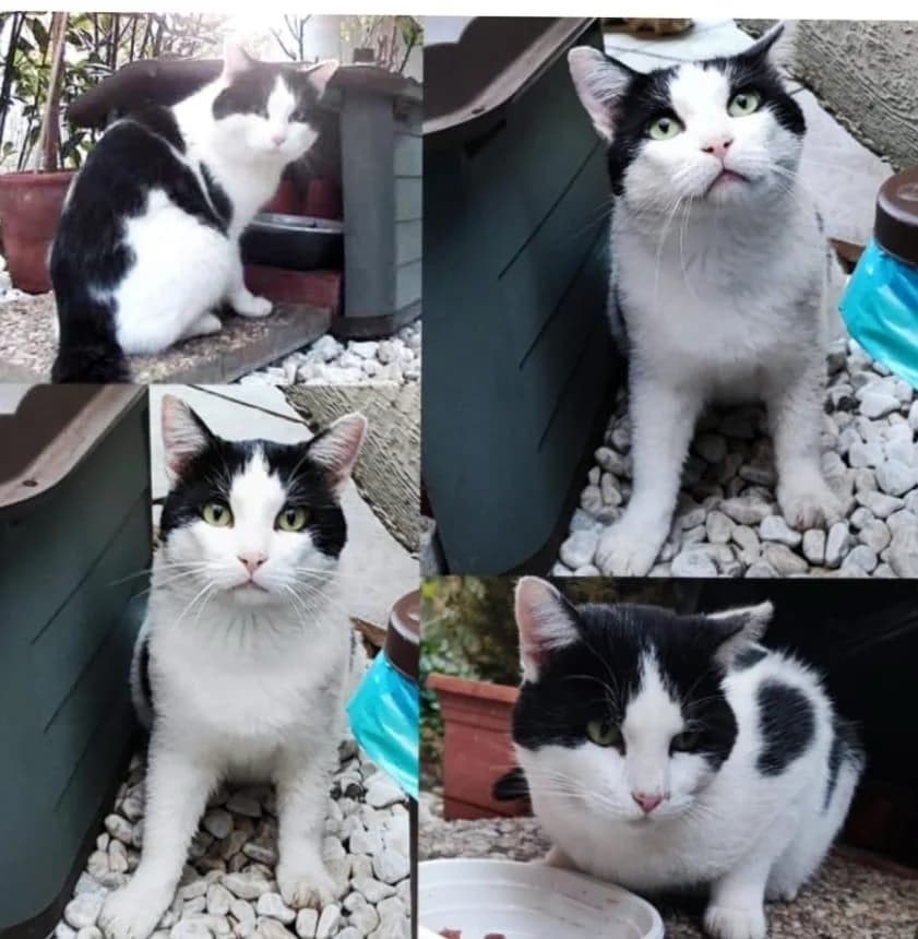 Carolino, senior Mixed Breed for adoption at Lo Scudo di Pan - Rifugio per Animali