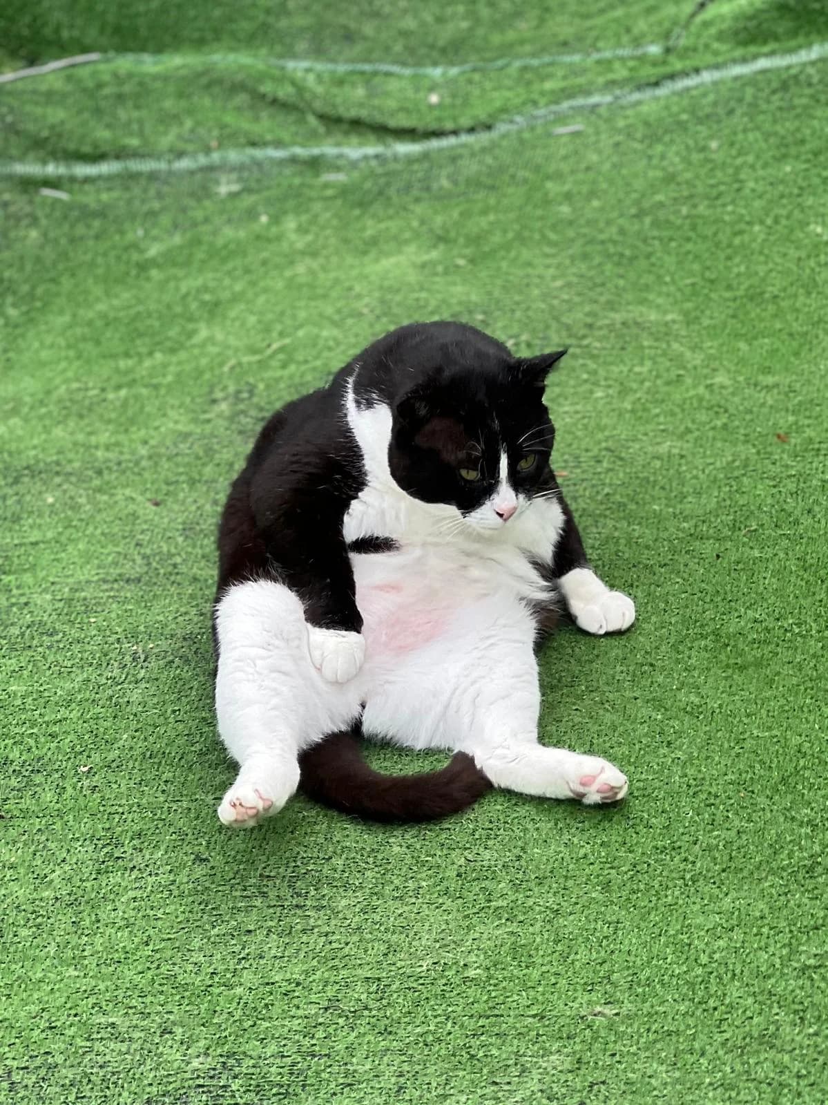 Filex, senior Mixed Breed for adoption at Lo Scudo di Pan - Rifugio per Animali